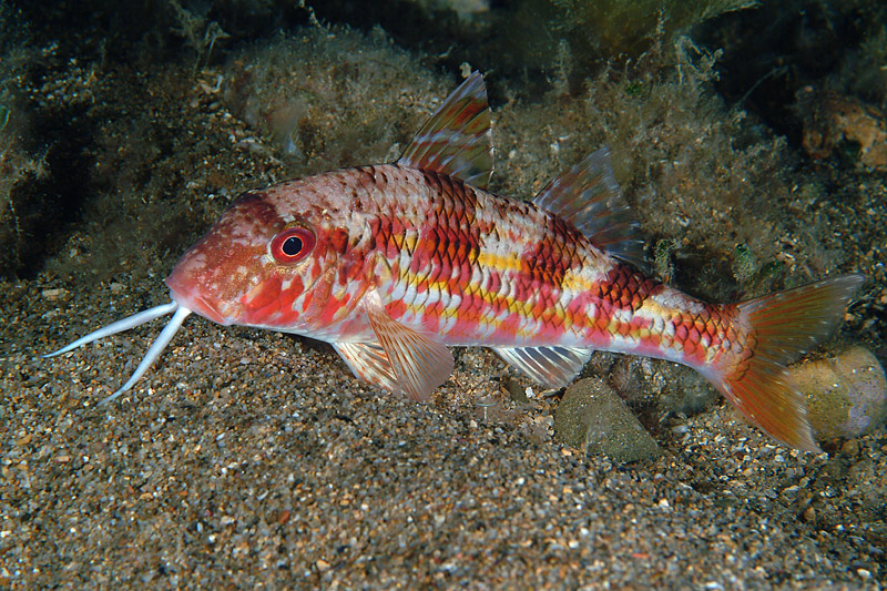 Mullus surmuletus